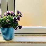 Deluxe One Bedroom 10 Meters From Center Daire *
